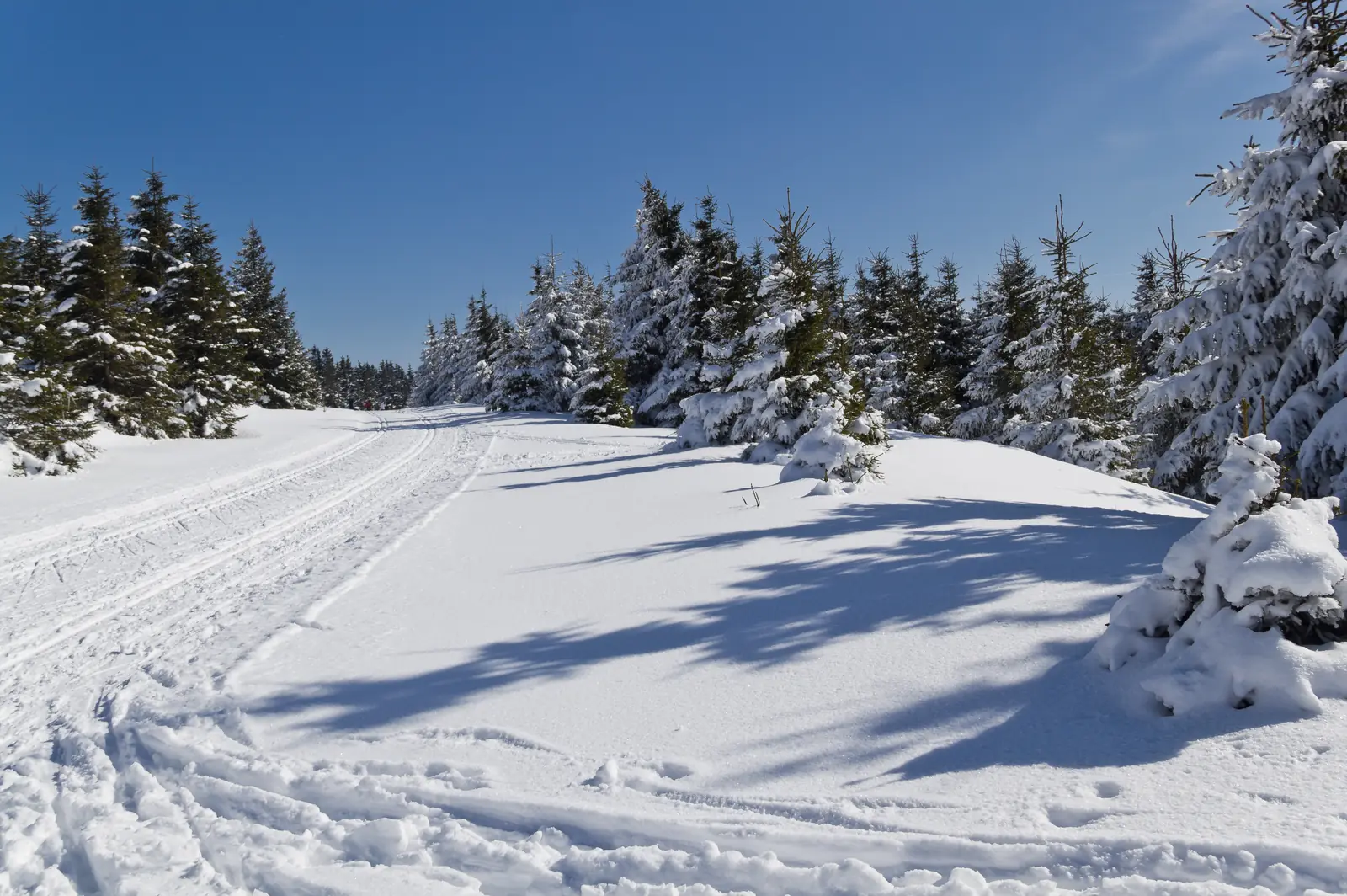 Gespurte Loipe bei Oberhof zwischen verschneiten Fichten unter blauem Himmel