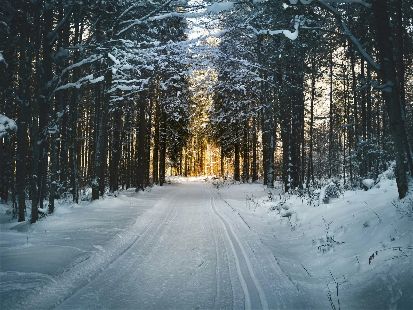 Gespurte Loipe zwischen verschneiten Kiefern im Abendlicht
